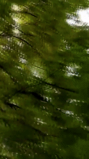1551875725.gif