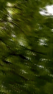 1557999931.gif